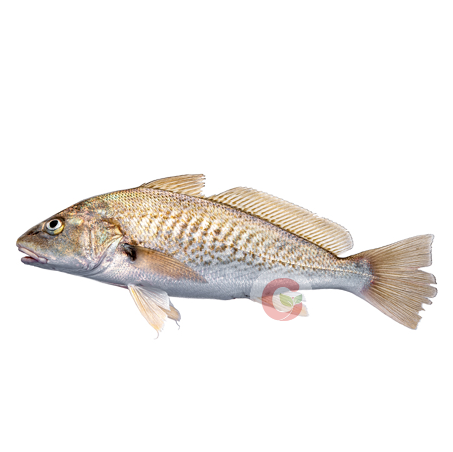 Pan Ready Croaker