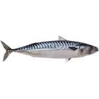 Norway Mackerel