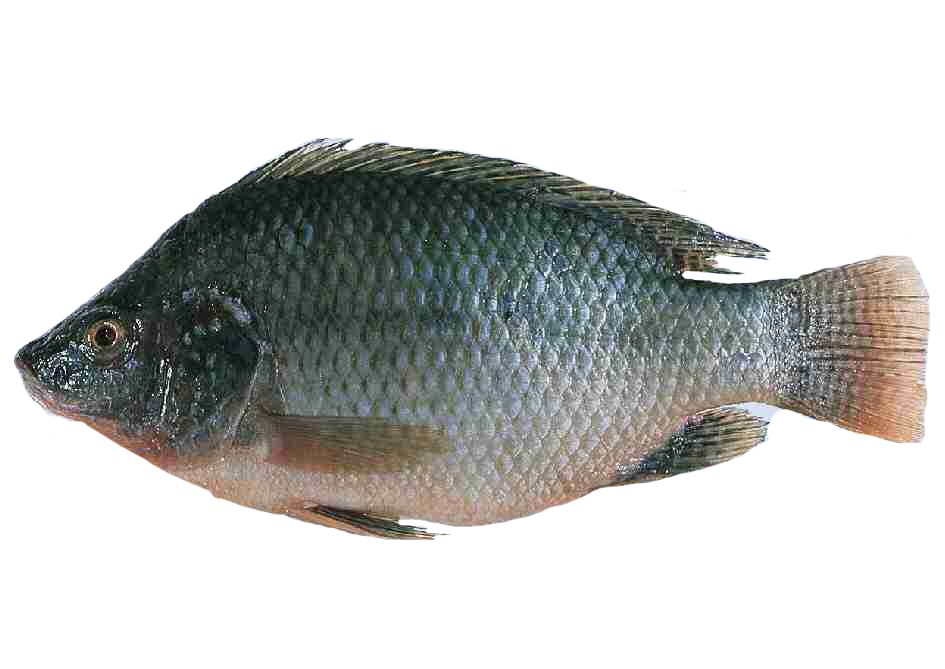 [1753] Tilapia Fillet (500g)