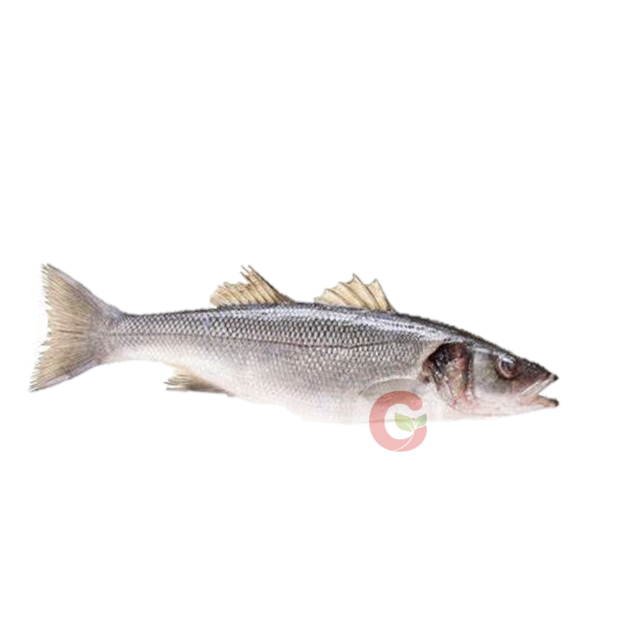 [2572] Whiting 14kg (Big) 500g+ (Uncut)
