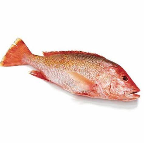 Small Red Snapper