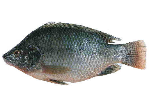 Tilapia Fillet